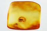 Fossil Soft-Bodied Plant Beetle and Spider in Baltic Amber #325391-1